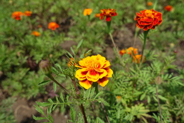 Fototapeta premium Vivid yellow and red flower head of Tagetes patula in July