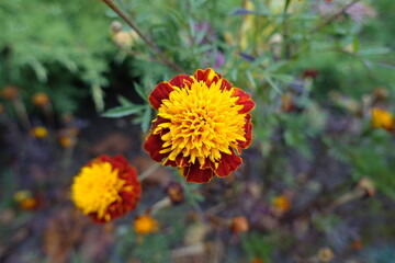 Yellow and red flower heads of Tagetes patula in October