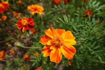 Yellowish red single flower head of Tagetes patula in July