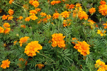 Vivid orange flower heads of Tagetes patula in mid July