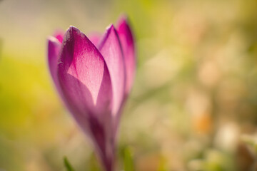 Naklejka premium Ein Krokus