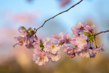 Close up photo of pink blooming Sakura tree in Tallinn Snelli park on a sunny spring evening. Blooming branch close up. Tallinn, Estonia. Selective focus, blurred background.