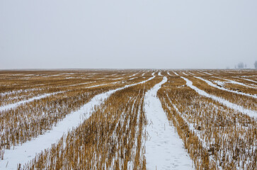 Agricultural field in winter, harvested wheat stubble covered with snow during frost. Cloudy weather in winter