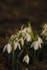 snowdrop flowers in spring