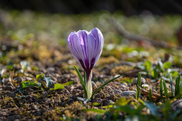 Krokus Blume im Frühling auf den Wiesen 