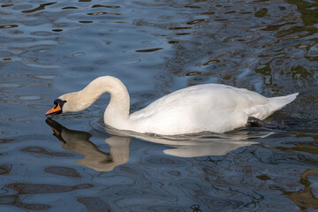 Weisser Schwan im Wasser