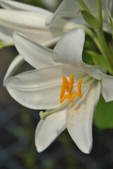white lily flower