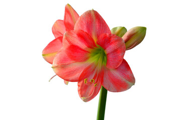 Obraz na płótnie Canvas Amaryllis, flower in a closeup