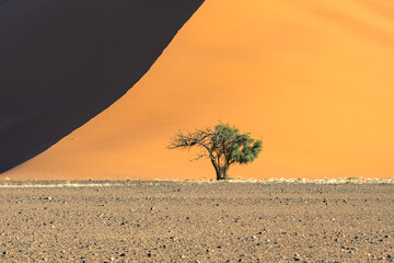 Fototapeta na wymiar Namibia, the Namib desert, a tree isolated in the red dunes in background 