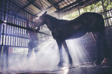Portrait of a horse in a water spray. Showering the horses at the stable A brown horse is bathing.