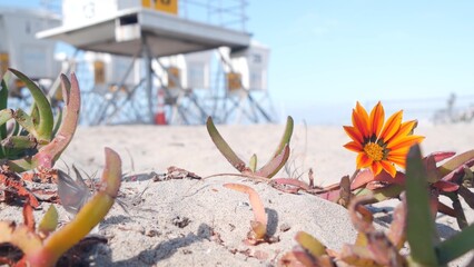 Fototapeta na wymiar Lifeguard stand and flower, life guard tower for surfing on California beach. Succulent ice plant and rescue hut or house by summer ocean. Lifesavers station near Los angeles on Mission beach, USA.