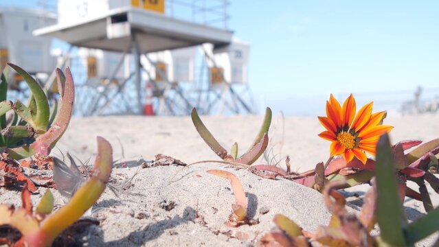 Lifeguard stand and flower, life guard tower for surfing on California beach. Succulent ice plant and rescue hut or house by summer ocean. Lifesavers station near Los angeles on Mission beach, USA.
