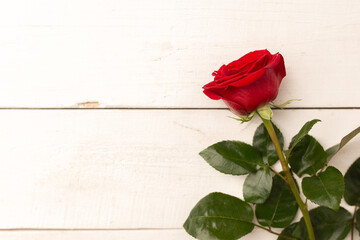 Red rose flower on white wooden background, copy space
