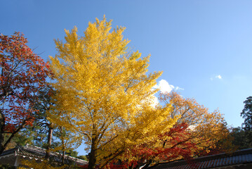 秋の南禅寺　境内の銀杏の木　京都市左京区