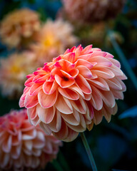 rosa Dahlienbl&uuml;te in Nahaufnahme und weitere Bl&uuml;ten im unscharfen Hintergrund