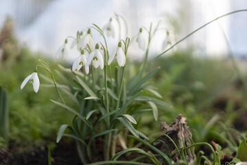 Schneeglöckchen vor hellem Hintergrund im Garten