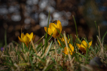 gelbe Krokusse im Gras