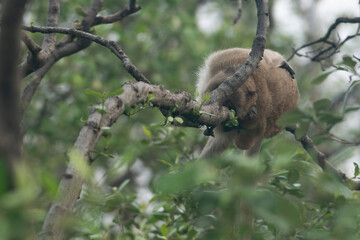 Monkey (Crab-eating macaque) sleeping on Aegiceras Cornicalatum tree in mangrove forest in Thailand. Aegiceras Cornicalatum leaves in mangrove forest.