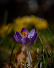 lila Krokus Blüte im Vordergrund und im unscharfen Hintergrund gelbe Blüten