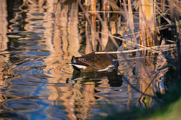 Teichralle im Schilf auf Teich im Abendlicht 