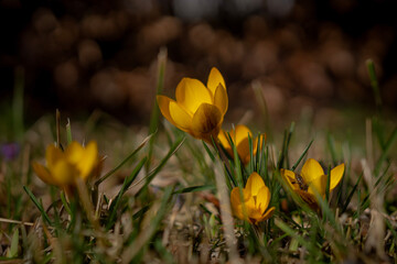 Krokusse im Winter im Gras
