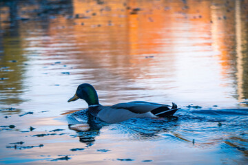 Ente auf dem Wasser mit Spiegelungen, Licht und Schatten
