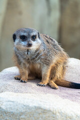 Erdmännchen schaut sich um