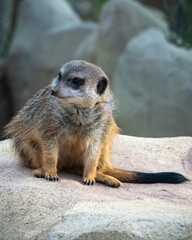 Erdm&auml;nnchen auf Felsen schaut zur Seite