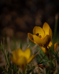 gelber Krokus im Abendlicht mit Schatten