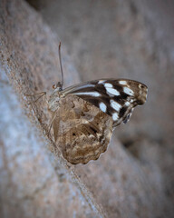 Schmetterling getarnt auf Stein
