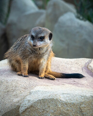 Erdm&auml;nnchen entspannt auf Felsen