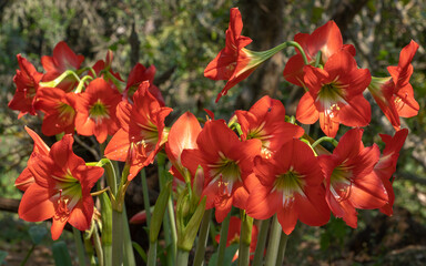 Closeup view of multiple bright orange red hippeastrum puniceum flowers aka Barbados lily, Easter lily or cacao lily blooming outdoors in tropical garden with natural background