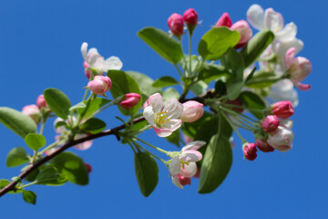 A branch of flowers and buds of a fruit tree against a blue sky background, selective focus