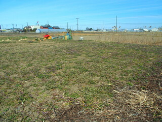 早春の野草生える休耕地風景