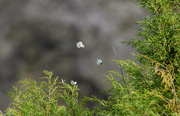 Butterfly on a flower. A flock of butterflies by the water. Colorful spring background with copy space. Spring and ecology concept.