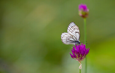 Butterfly on a flower. A flock of butterflies by the water. Colorful spring background with copy...