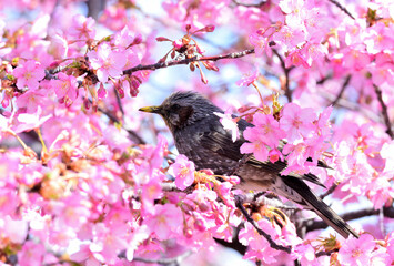A bulbul perches the branch surronded by kawazu cherry blossoms