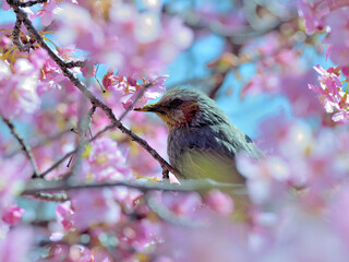 A bulbul perches the branch surronded by kawazu cherry blossoms