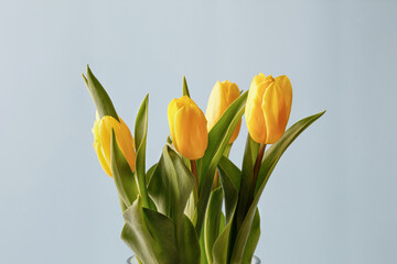 Yellow tulips flower bouquet in glass vase on blue background. Blue and yellow