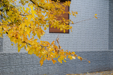 The branches of a tree with yellow leaves in front of a gray building.