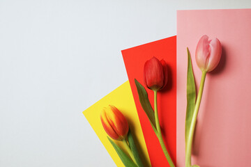 Drei Tulpen auf Briefpapier liegend,orange, rot, rosa , horizontal 