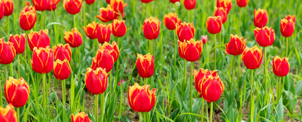 red flowers of fresh holland tulips in field. flora