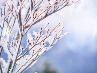 冬の風景、凍った木の枝と蕾