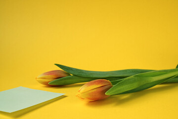 Zwei orangegelbe Tulpen vor gelbem Hintergrund liegend mit weißem Notizzettel, horizontal