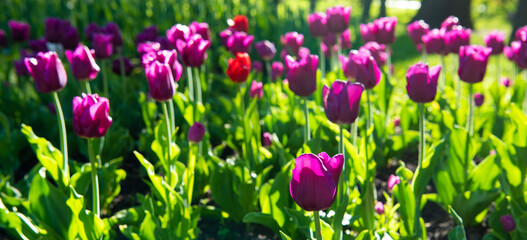 Obraz na płótnie Canvas purple tulip flower closeup with bright natural background