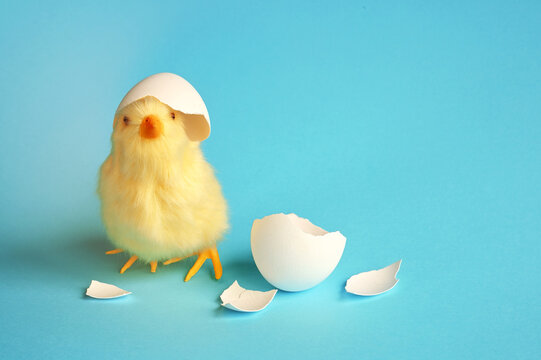 Funny Newborn Chick With Broken Egg Shell On Head. Conceptual Scene Just Born,