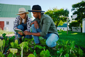 Mixed race male and female farmers working in vegetable patch 