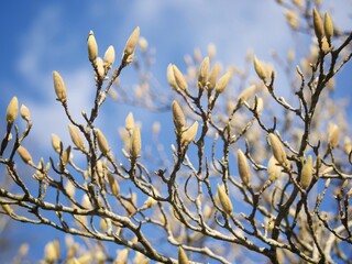Magnolia Tree in Bud