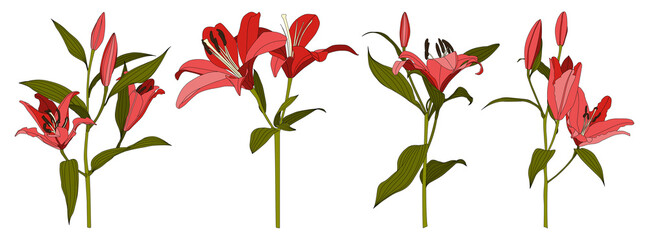 Set of isolated hand drawn red lily flower vector