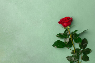 Red blooming rose on a green texture background, copy space